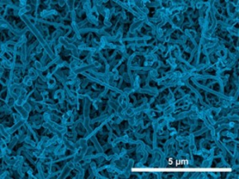 Scanning electron micrograph image of germanium nanowires electrodeposited onto an indium-tin oxide electrode from an aqueous solution.
Credit: Image courtesy of Missouri University of Science and Technology